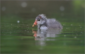 <p>LYSKA ČERNÁ (Fulica atra) /Eurasian coot - Blässhunh/</p>